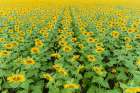Aerial of a Sunflower field in bloom Jasper County-Illinois Art Print